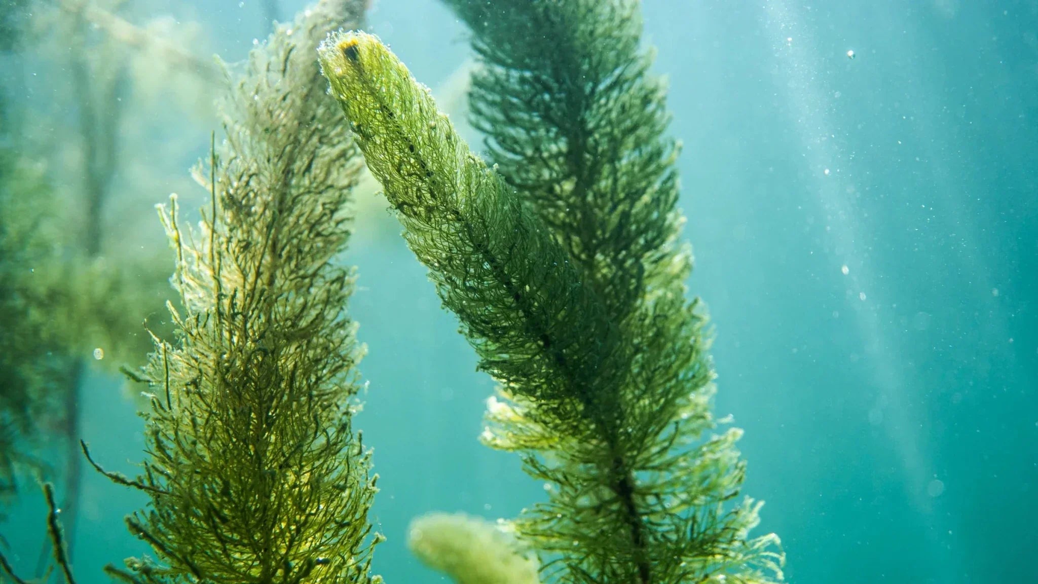 Are Microalgae Supplements the Same as Algae Supplements?