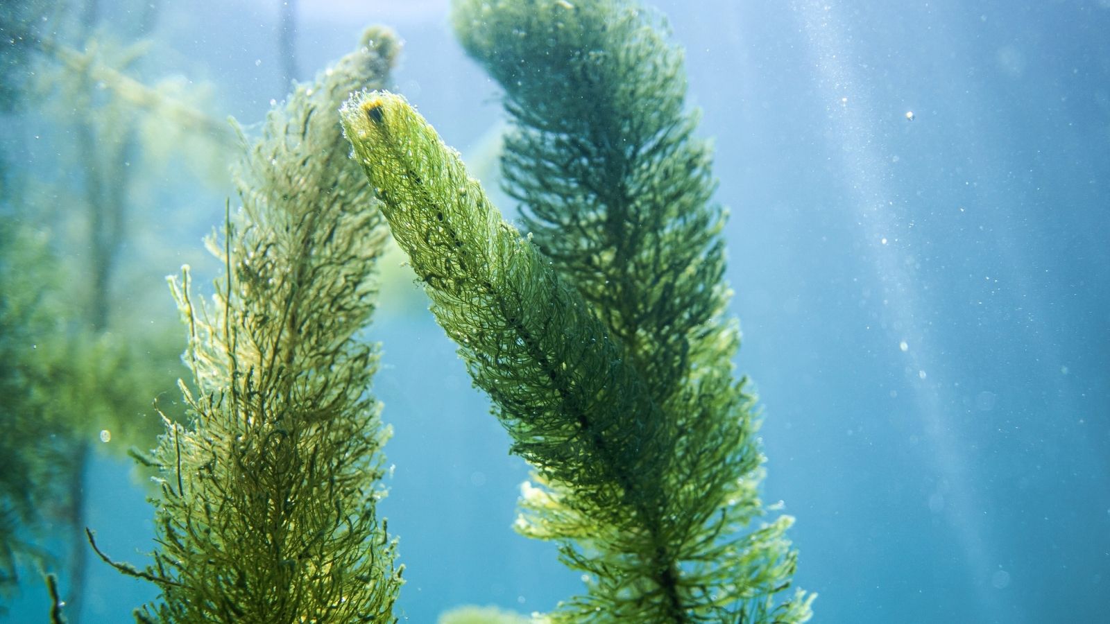 Are Microalgae Supplements the Same as Algae Supplements?