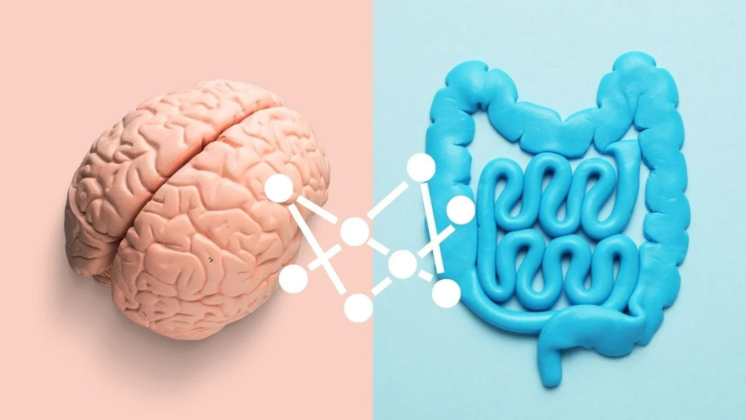 Unlocking The Gut-Brain Connection
