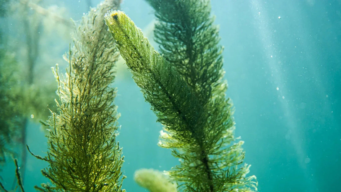 Are Microalgae Supplements the Same as Algae Supplements?