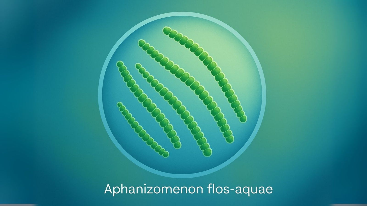Discover the Benefits of AFA Microalgae