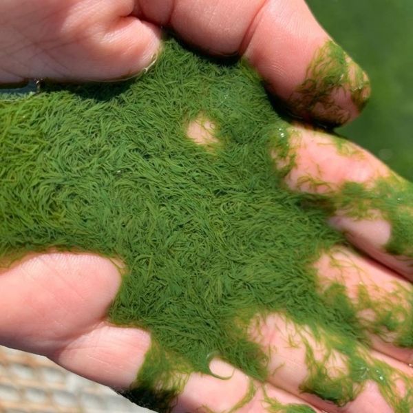 Hands holding green algae with a blurred natural background