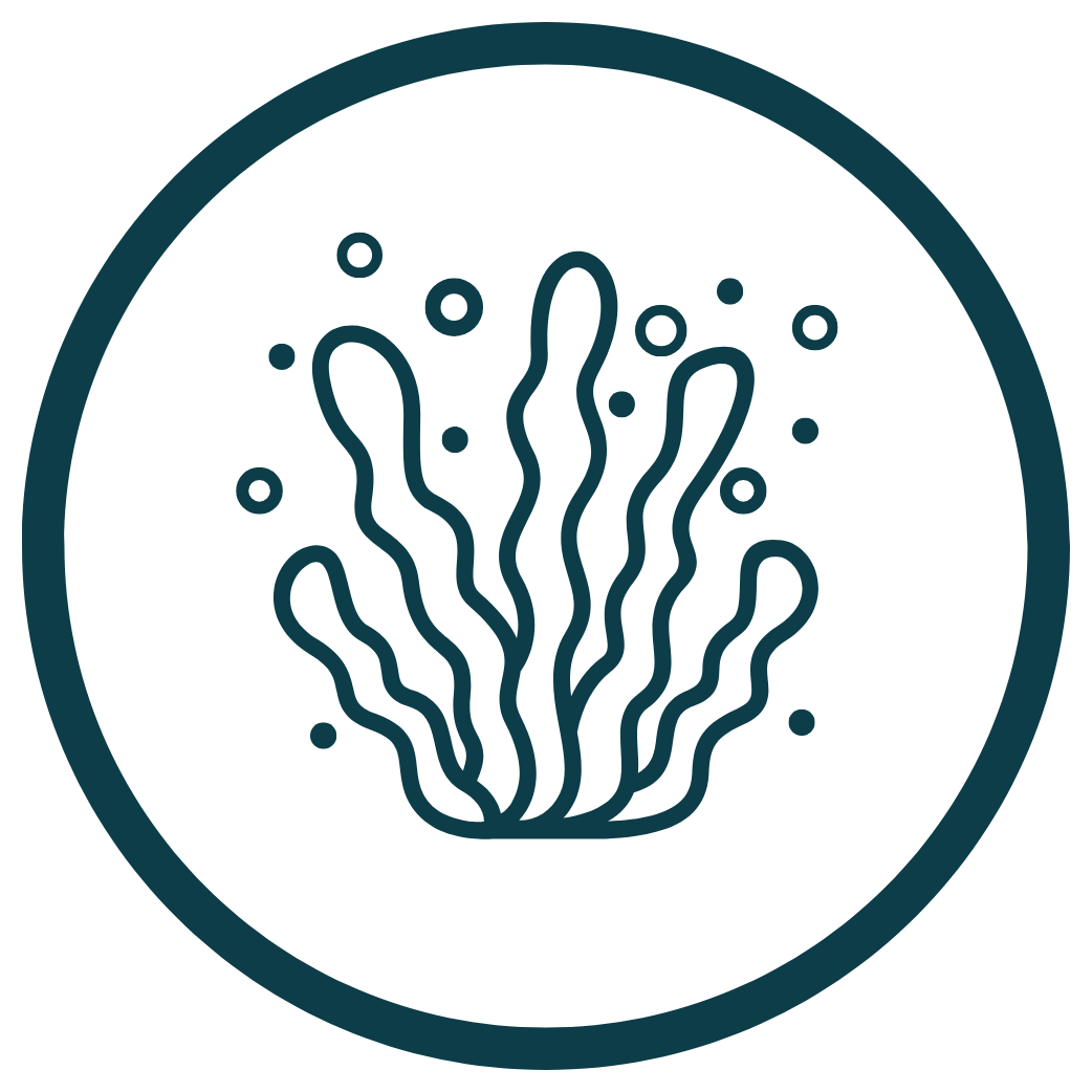 Algae icon