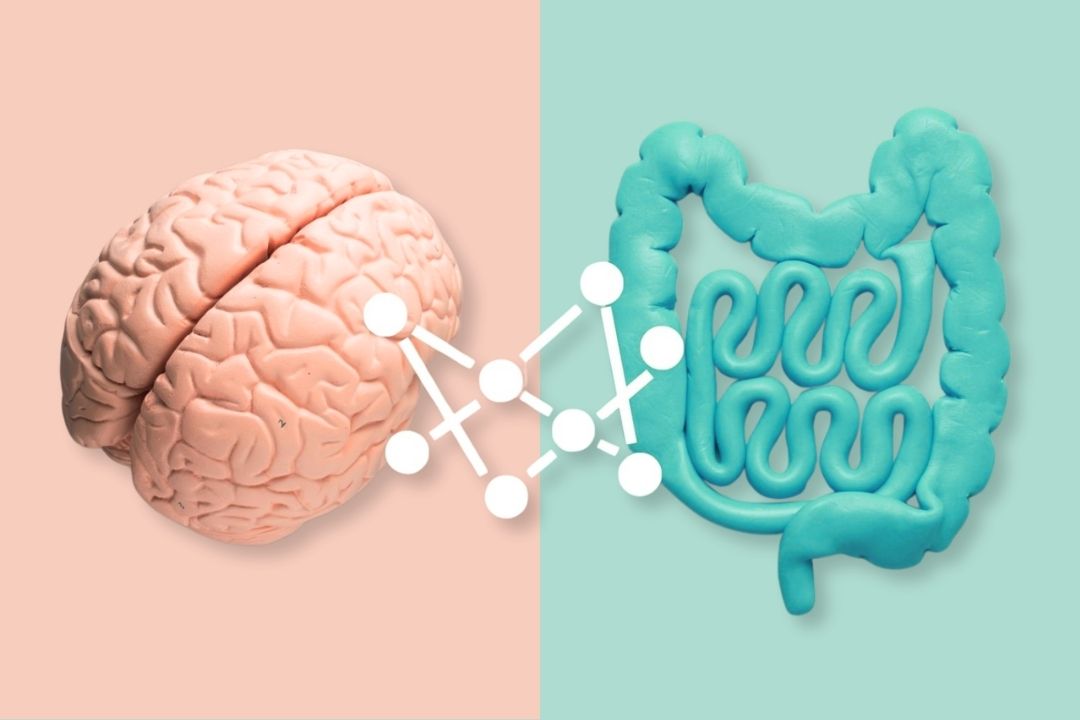 Model of a brain on a pink background and intestines on a teal background with a network diagram connecting them.