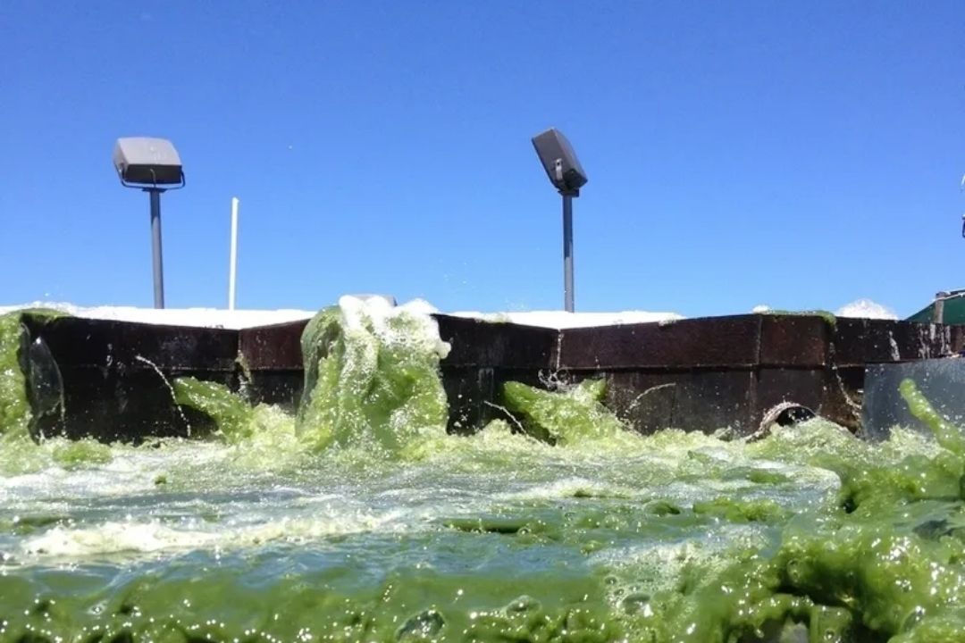 Algae-covered water flowing over a barrier with clear blue sky above.