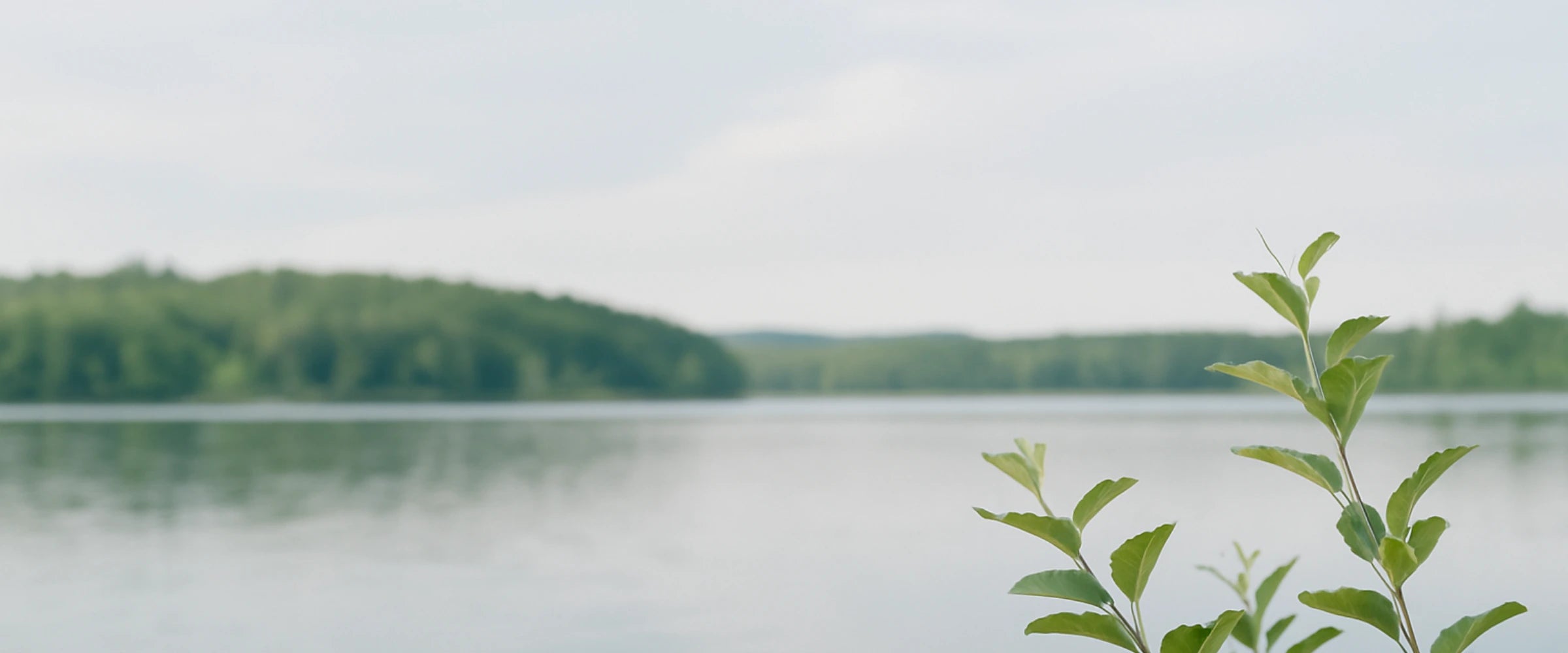 Lake with trees and a plant in the foreground